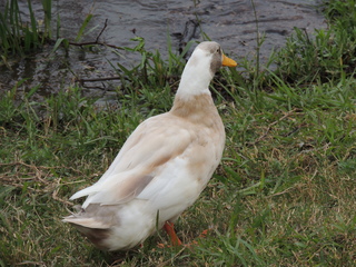 Filename=DSCN3260.JPG
Filesize=6185KiB
Dimensions=4608x3456
Date added=Sep 25, 2019 DSCN3260.JPG