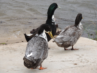 Filename=DSCN3262.JPG
Filesize=5823KiB
Dimensions=4608x3456
Date added=Sep 25, 2019 DSCN3262.JPG