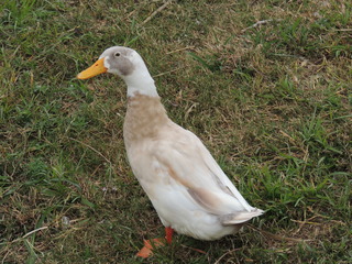 Filename=DSCN3265.JPG
Filesize=5924KiB
Dimensions=4608x3456
Date added=Sep 25, 2019 DSCN3265.JPG