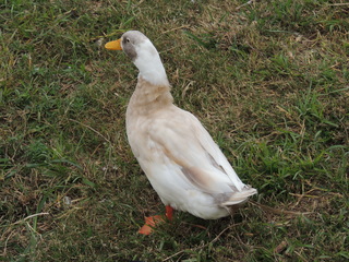 Filename=DSCN3266.JPG
Filesize=6154KiB
Dimensions=4608x3456
Date added=Sep 25, 2019 DSCN3266.JPG