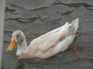 Filename=DSCN3271.JPG
Filesize=5703KiB
Dimensions=4608x3456
Date added=Sep 25, 2019 DSCN3271.JPG