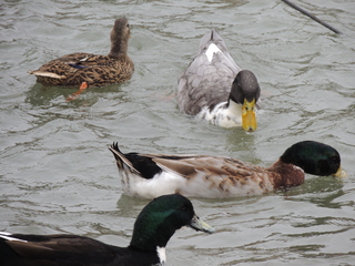 Filename=DSCN3273.JPG
Filesize=5712KiB
Dimensions=4608x3456
Date added=Sep 25, 2019 DSCN3273.JPG