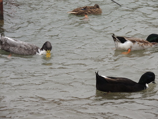 Filename=DSCN3274.JPG
Filesize=5929KiB
Dimensions=4608x3456
Date added=Sep 25, 2019 DSCN3274.JPG