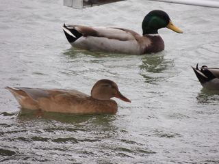 Filename=DSCN3277.JPG
Filesize=5787KiB
Dimensions=4608x3456
Date added=Sep 25, 2019 DSCN3277.JPG