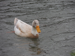 Filename=DSCN3279.JPG
Filesize=6108KiB
Dimensions=4608x3456
Date added=Sep 25, 2019 DSCN3279.JPG