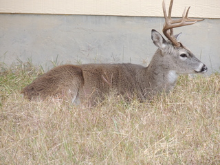 Filename=DSCN3283.JPG
Filesize=6227KiB
Dimensions=4608x3456
Date added=Sep 25, 2019 DSCN3283.JPG