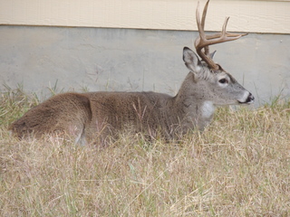 Filename=DSCN3284.JPG
Filesize=6107KiB
Dimensions=4608x3456
Date added=Sep 25, 2019 DSCN3284.JPG