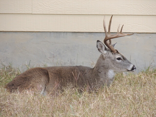 Filename=DSCN3285.JPG
Filesize=5719KiB
Dimensions=4608x3456
Date added=Sep 25, 2019 DSCN3285.JPG