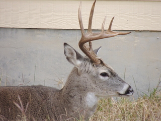 Filename=DSCN3286.JPG
Filesize=5707KiB
Dimensions=4608x3456
Date added=Sep 25, 2019 DSCN3286.JPG