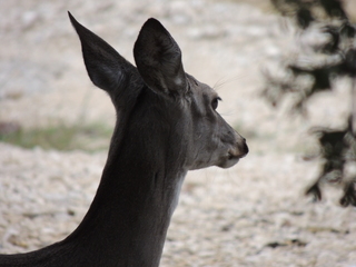 Filename=DSCN3289.JPG
Filesize=5408KiB
Dimensions=4608x3456
Date added=Sep 25, 2019 DSCN3289.JPG