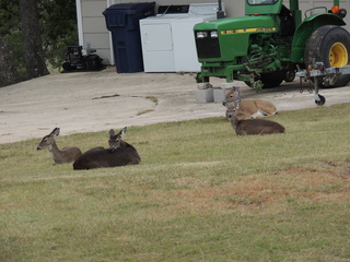 Filename=DSCN3290.JPG
Filesize=6111KiB
Dimensions=4608x3456
Date added=Sep 25, 2019 DSCN3290.JPG