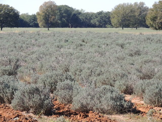 Filename=DSCN3328.JPG
Filesize=6038KiB
Dimensions=4608x3456
Date added=Sep 25, 2019 DSCN3328.JPG