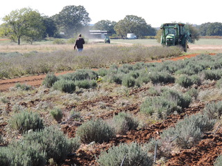 Filename=DSCN3329.JPG
Filesize=6037KiB
Dimensions=4608x3456
Date added=Sep 25, 2019 DSCN3329.JPG