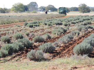 Filename=DSCN3330.JPG
Filesize=5665KiB
Dimensions=4608x3456
Date added=Sep 25, 2019 DSCN3330.JPG