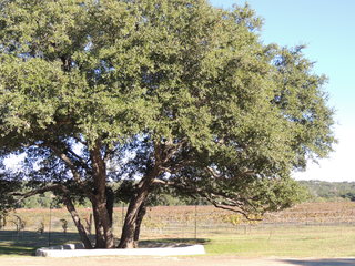 Filename=DSCN3356.JPG
Filesize=5082KiB
Dimensions=4608x3456
Date added=Sep 25, 2019 DSCN3356.JPG