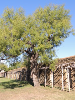 Filename=DSCN3382.JPG
Filesize=5080KiB
Dimensions=3456x4608
Date added=Sep 25, 2019 DSCN3382.JPG