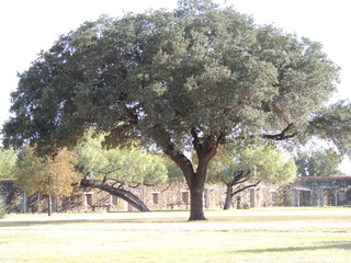 Filename=DSCN3537.JPG
Filesize=5839KiB
Dimensions=4608x3456
Date added=Sep 25, 2019 DSCN3537.JPG