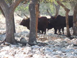 Filename=DSCN3669.JPG
Filesize=6207KiB
Dimensions=4608x3456
Date added=Sep 25, 2019 DSCN3669.JPG