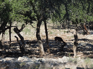 Filename=DSCN3671.JPG
Filesize=5927KiB
Dimensions=4608x3456
Date added=Sep 25, 2019 DSCN3671.JPG