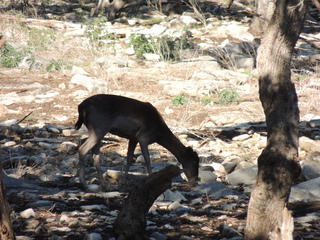 Filename=DSCN3672.JPG
Filesize=6087KiB
Dimensions=4608x3456
Date added=Sep 25, 2019 DSCN3672.JPG