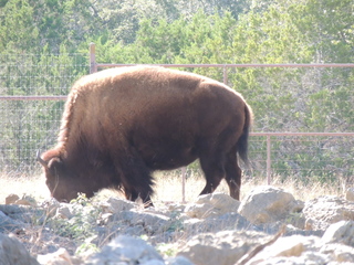 Filename=DSCN3675.JPG
Filesize=6139KiB
Dimensions=4608x3456
Date added=Sep 25, 2019 DSCN3675.JPG