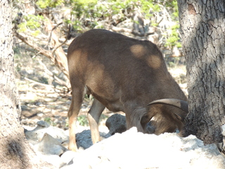 Filename=DSCN3679.JPG
Filesize=5760KiB
Dimensions=4608x3456
Date added=Sep 25, 2019 DSCN3679.JPG