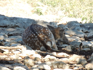 Filename=DSCN3687.JPG
Filesize=5768KiB
Dimensions=4608x3456
Date added=Sep 25, 2019 DSCN3687.JPG