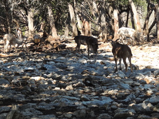 Filename=DSCN3688.JPG
Filesize=6289KiB
Dimensions=4608x3456
Date added=Sep 25, 2019 DSCN3688.JPG