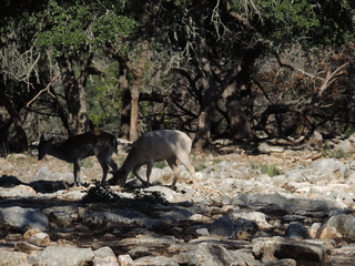 Filename=DSCN3689.JPG
Filesize=6183KiB
Dimensions=4608x3456
Date added=Sep 25, 2019 DSCN3689.JPG