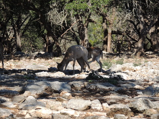 Filename=DSCN3690.JPG
Filesize=6256KiB
Dimensions=4608x3456
Date added=Sep 25, 2019 DSCN3690.JPG