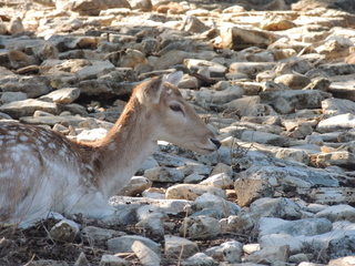 Filename=DSCN3694.JPG
Filesize=6182KiB
Dimensions=4608x3456
Date added=Sep 25, 2019 DSCN3694.JPG