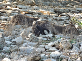 Filename=DSCN3696.JPG
Filesize=6186KiB
Dimensions=4608x3456
Date added=Sep 25, 2019 DSCN3696.JPG