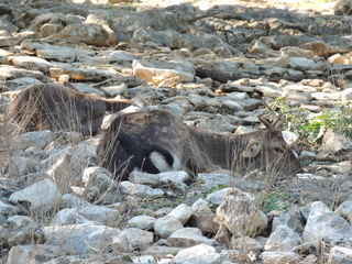 Filename=DSCN3697.JPG
Filesize=6221KiB
Dimensions=4608x3456
Date added=Sep 25, 2019 DSCN3697.JPG