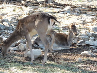 Filename=DSCN3698.JPG
Filesize=6305KiB
Dimensions=4608x3456
Date added=Sep 25, 2019 DSCN3698.JPG