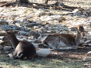 Filename=DSCN3699.JPG
Filesize=6068KiB
Dimensions=4608x3456
Date added=Sep 25, 2019 DSCN3699.JPG