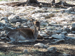 Filename=DSCN3700.JPG
Filesize=6150KiB
Dimensions=4608x3456
Date added=Sep 25, 2019 DSCN3700.JPG