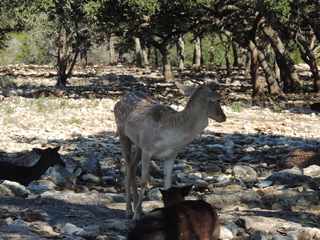 Filename=DSCN3702.JPG
Filesize=6100KiB
Dimensions=4608x3456
Date added=Sep 25, 2019 DSCN3702.JPG