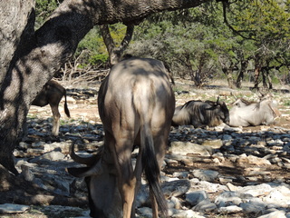 Filename=DSCN3707.JPG
Filesize=6137KiB
Dimensions=4608x3456
Date added=Sep 25, 2019 DSCN3707.JPG