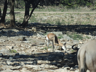 Filename=DSCN3708.JPG
Filesize=6210KiB
Dimensions=4608x3456
Date added=Sep 25, 2019 DSCN3708.JPG