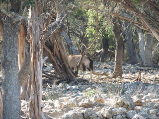 Filename=DSCN3709.JPG
Filesize=6244KiB
Dimensions=4608x3456
Date added=Sep 25, 2019 DSCN3709.JPG