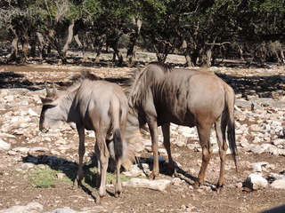 Filename=DSCN3710.JPG
Filesize=6040KiB
Dimensions=4608x3456
Date added=Sep 25, 2019 DSCN3710.JPG