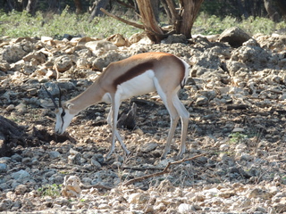 Filename=DSCN3715.JPG
Filesize=6317KiB
Dimensions=4608x3456
Date added=Sep 25, 2019 DSCN3715.JPG