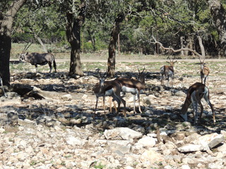 Filename=DSCN3717.JPG
Filesize=5915KiB
Dimensions=4608x3456
Date added=Sep 25, 2019 DSCN3717.JPG