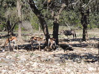 Filename=DSCN3718.JPG
Filesize=5869KiB
Dimensions=4608x3456
Date added=Sep 25, 2019 DSCN3718.JPG