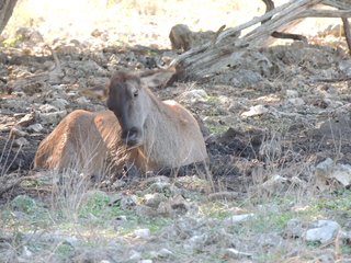 Filename=DSCN3721.JPG
Filesize=6139KiB
Dimensions=4608x3456
Date added=Sep 25, 2019 DSCN3721.JPG