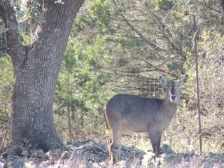 Filename=DSCN3723.JPG
Filesize=6091KiB
Dimensions=4608x3456
Date added=Sep 25, 2019 DSCN3723.JPG