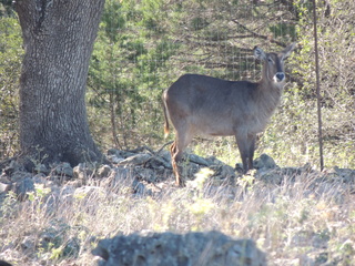 Filename=DSCN3724.JPG
Filesize=6244KiB
Dimensions=4608x3456
Date added=Sep 25, 2019 DSCN3724.JPG