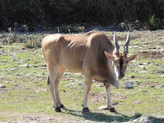 Filename=DSCN3728.JPG
Filesize=5794KiB
Dimensions=4608x3456
Date added=Sep 25, 2019 DSCN3728.JPG