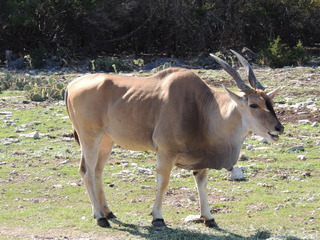 Filename=DSCN3729.JPG
Filesize=5910KiB
Dimensions=4608x3456
Date added=Sep 25, 2019 DSCN3729.JPG