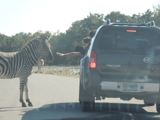 Filename=DSCN3730.JPG
Filesize=5379KiB
Dimensions=4608x3456
Date added=Sep 25, 2019 DSCN3730.JPG